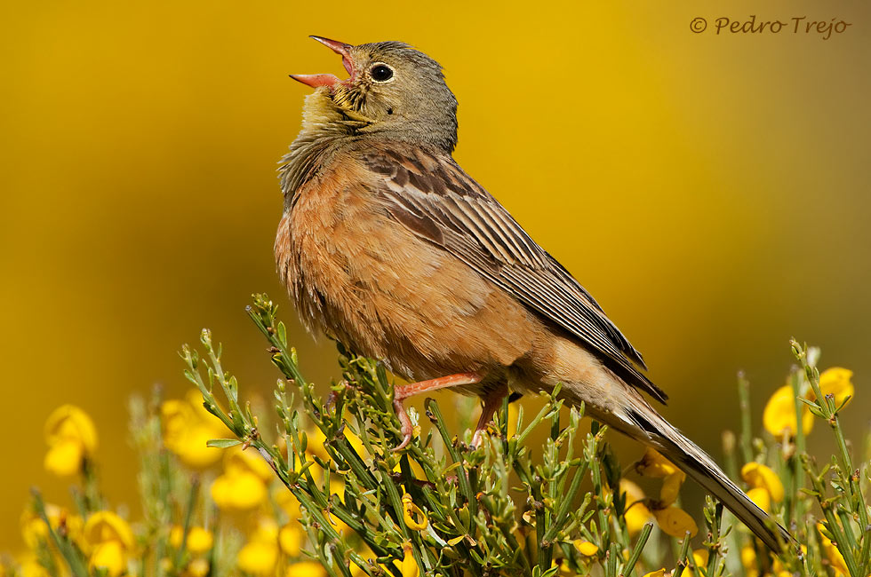 Escribano hortelano (Emberiza hortulana)